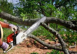 Best Tree Cabling and Bracing  in Weaver, AL