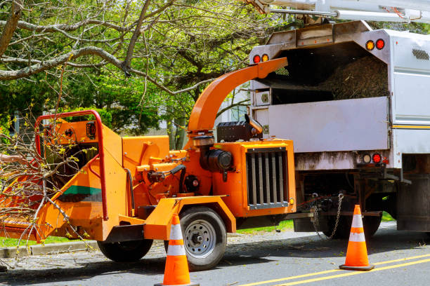 Best Root Management and Removal  in Weaver, AL