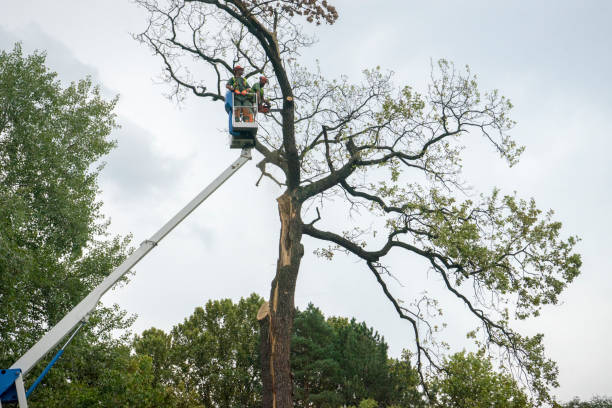 Why Choose Our Tree Removal Services in Weaver, AL?